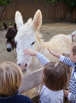 Activité animaux enfant