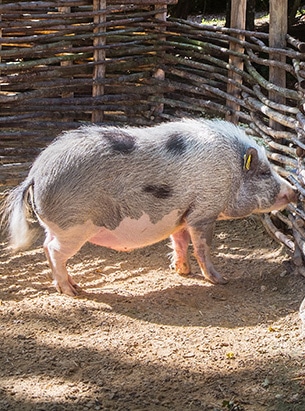 Cochon au parc Le Bournat