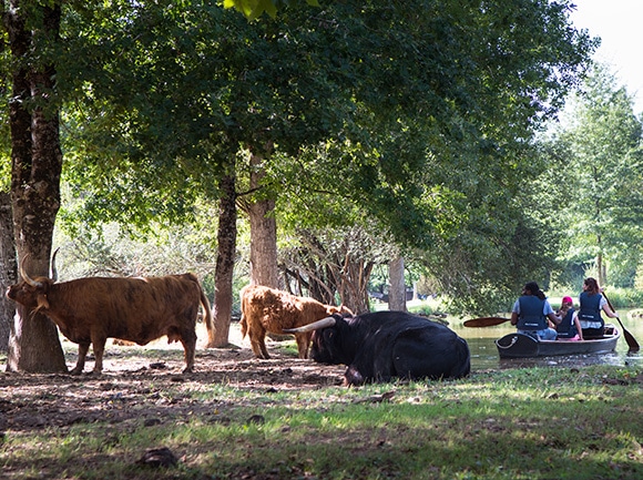 Animaux parc le Bournat