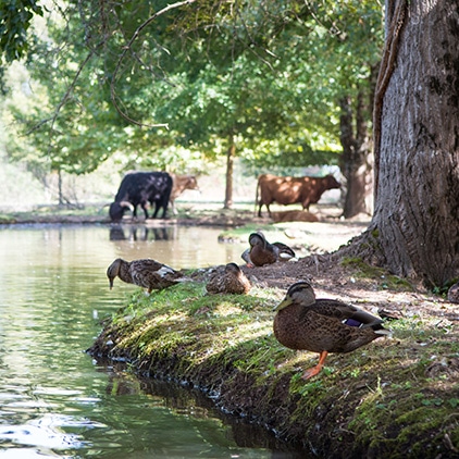 animaux dordogne