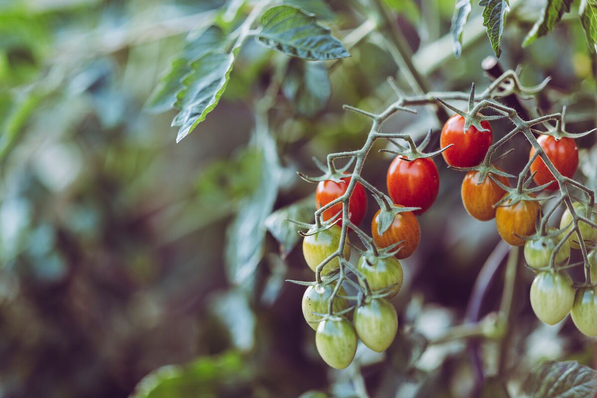 Tomates