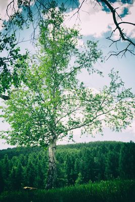 Arbre Périgord