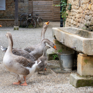 entree parc avec oies