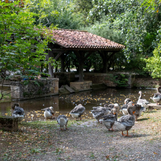 les oies au lavoir