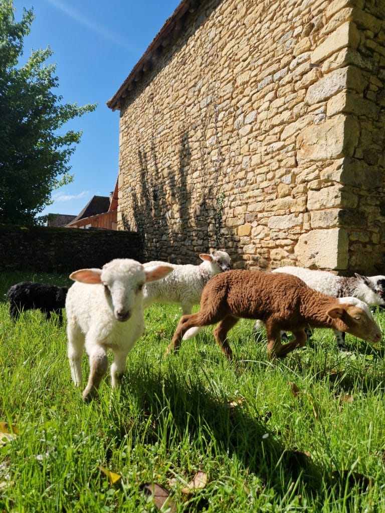 agneaux perigord noir